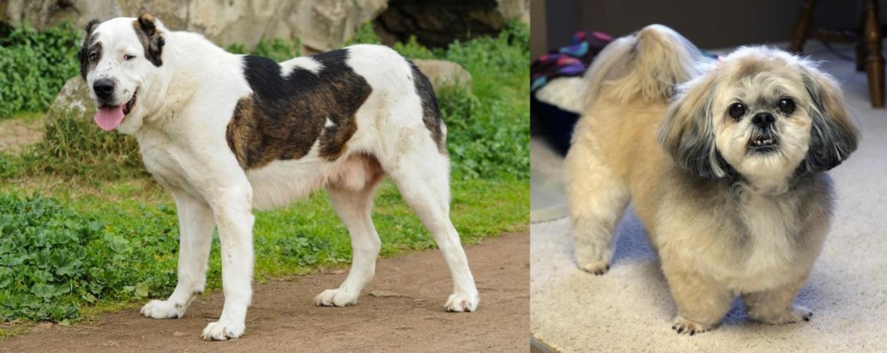 PekePoo vs Central Asian Shepherd - Breed Comparison