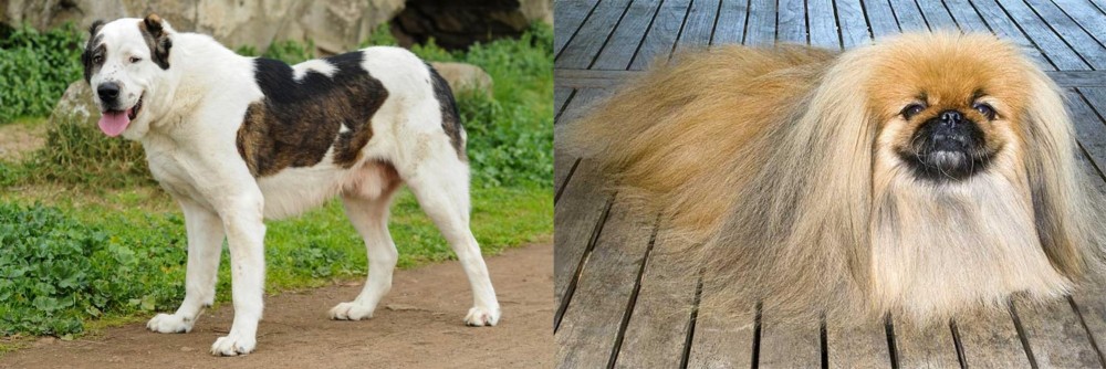 Pekingese vs Central Asian Shepherd - Breed Comparison