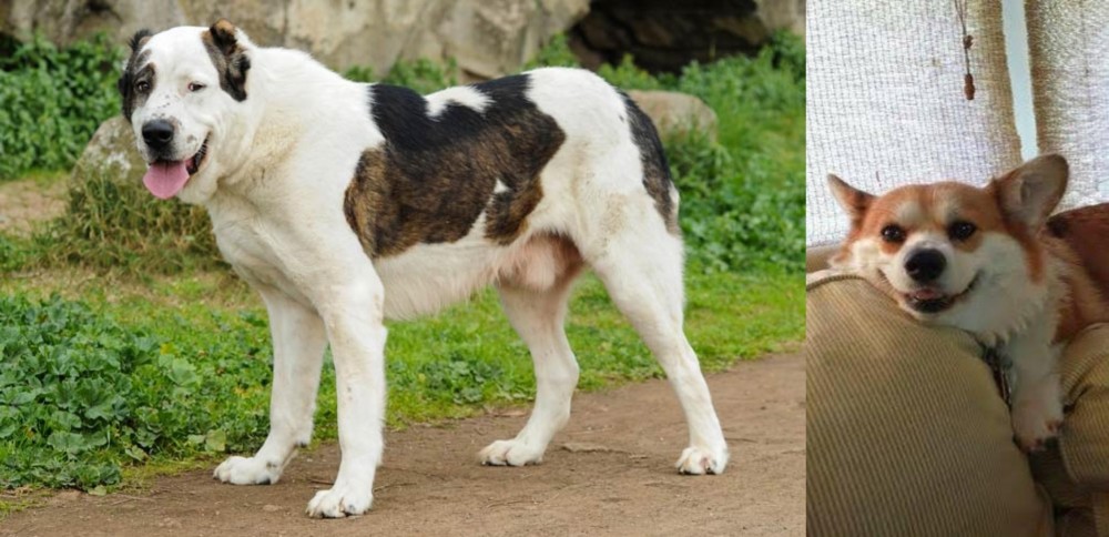 Pembroke Welsh Corgi vs Central Asian Shepherd - Breed Comparison