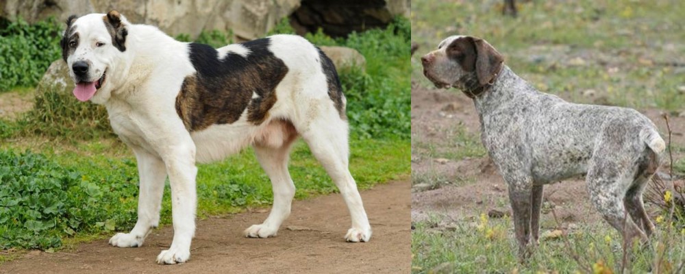 Perdiguero de Burgos vs Central Asian Shepherd - Breed Comparison