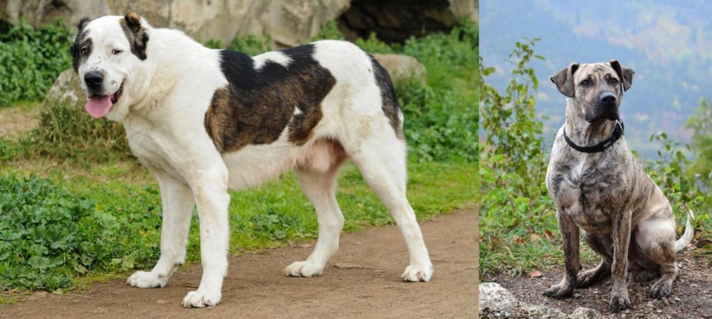 Perro Cimarron vs Central Asian Shepherd - Breed Comparison