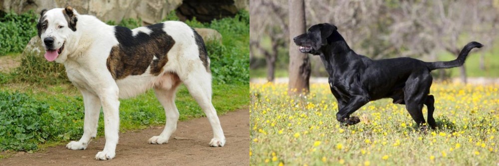Perro de Pastor Mallorquin vs Central Asian Shepherd - Breed Comparison