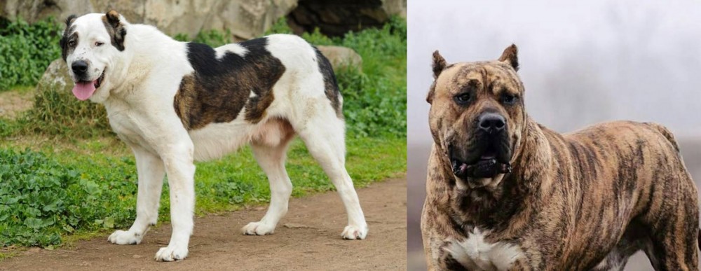 Perro de Presa Canario vs Central Asian Shepherd - Breed Comparison