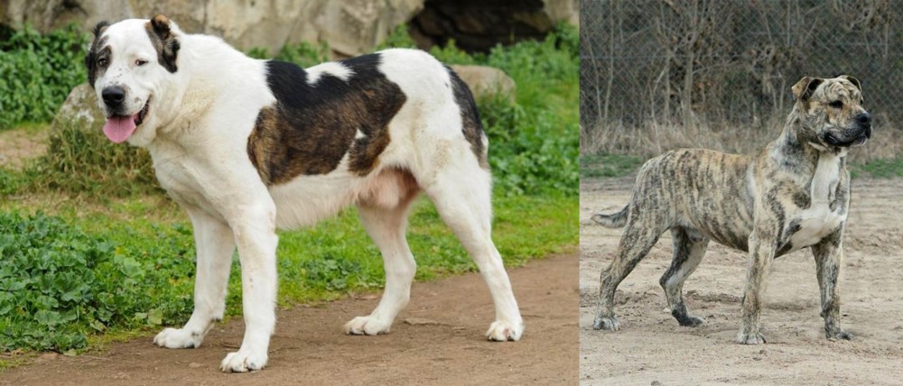 Perro de Presa Mallorquin vs Central Asian Shepherd - Breed Comparison