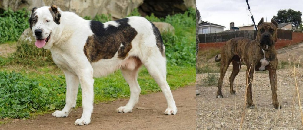 Perro de Toro vs Central Asian Shepherd - Breed Comparison