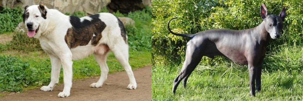 Peruvian Hairless vs Central Asian Shepherd - Breed Comparison