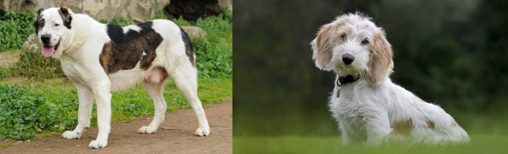 Petit Basset Griffon Vendeen vs Central Asian Shepherd - Breed Comparison
