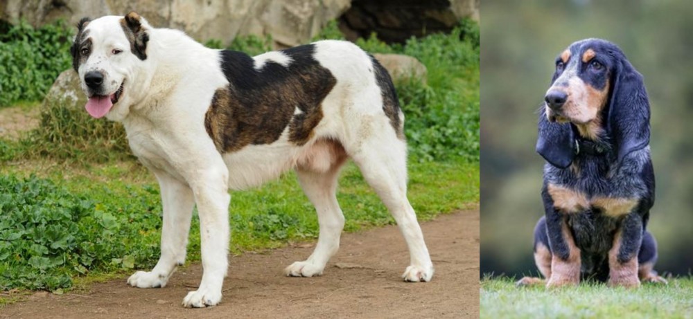 Petit Bleu de Gascogne vs Central Asian Shepherd - Breed Comparison