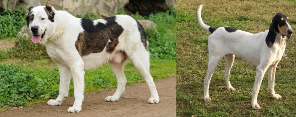 Petit Gascon Saintongeois vs Central Asian Shepherd - Breed Comparison