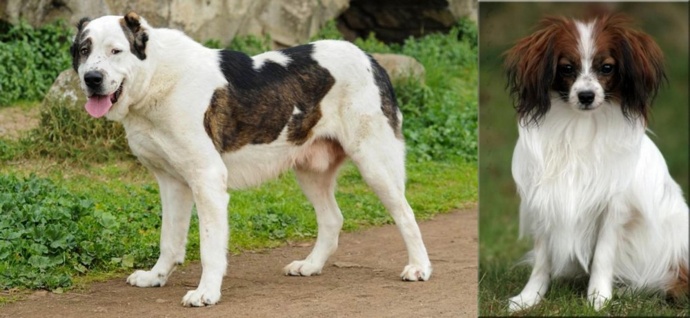 Phalene vs Central Asian Shepherd - Breed Comparison