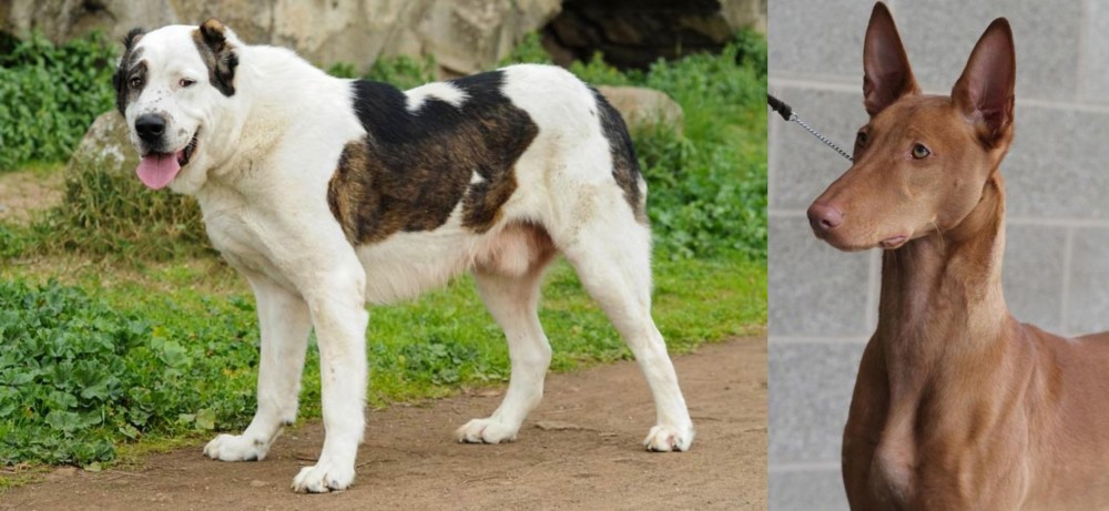 Pharaoh Hound vs Central Asian Shepherd - Breed Comparison