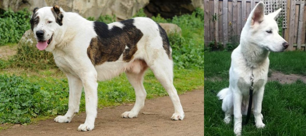 Phung San vs Central Asian Shepherd - Breed Comparison