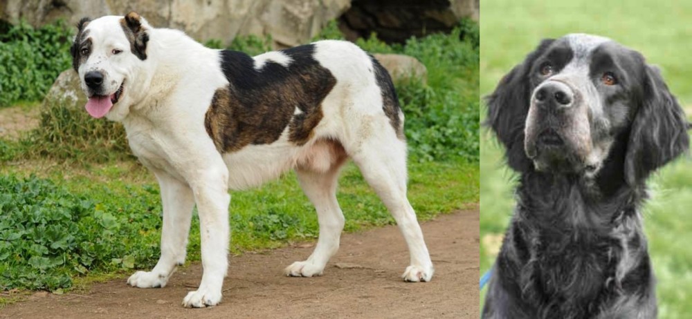 Picardy Spaniel vs Central Asian Shepherd - Breed Comparison