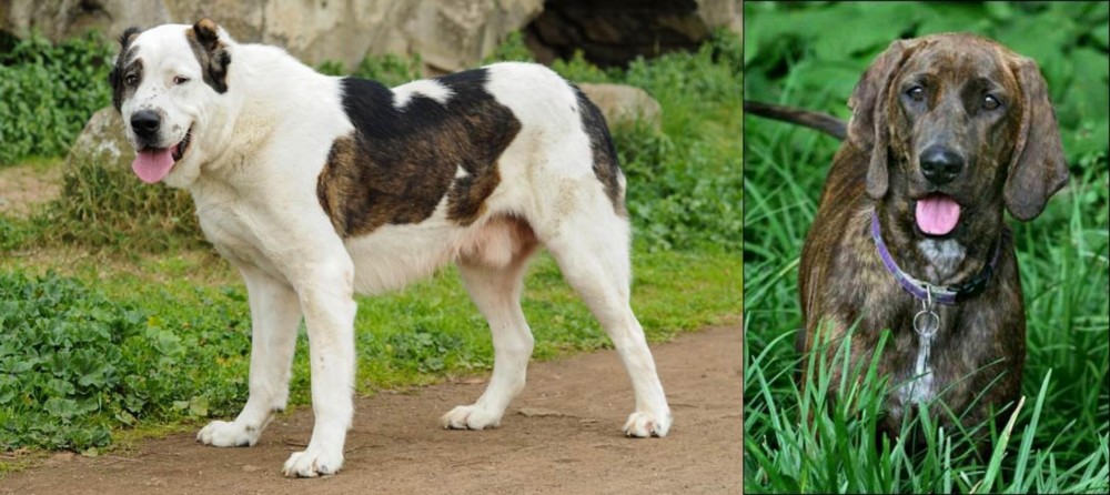 Plott Hound vs Central Asian Shepherd - Breed Comparison