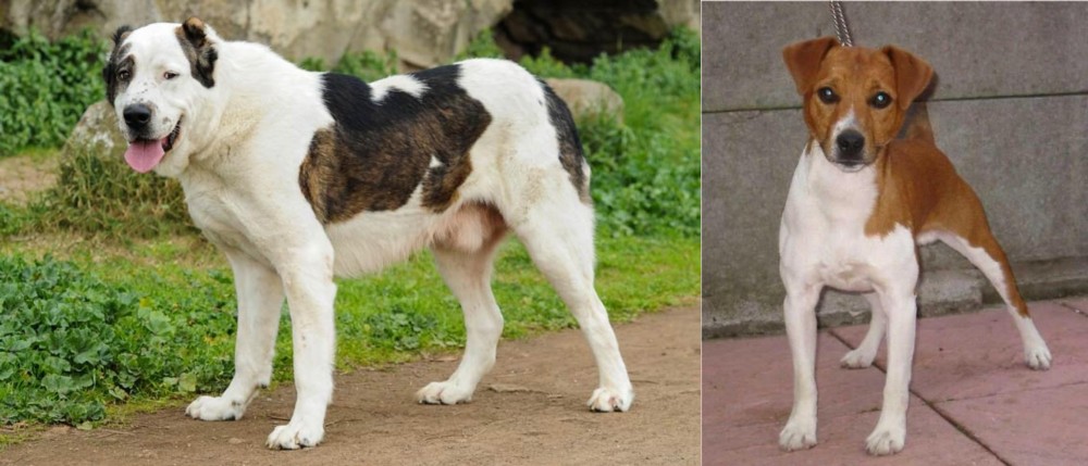 Plummer Terrier vs Central Asian Shepherd - Breed Comparison
