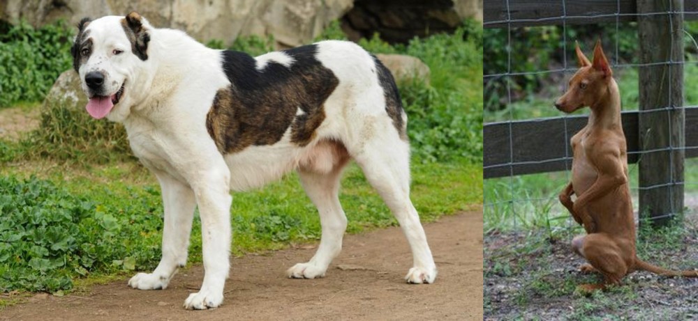 Podenco Andaluz vs Central Asian Shepherd - Breed Comparison