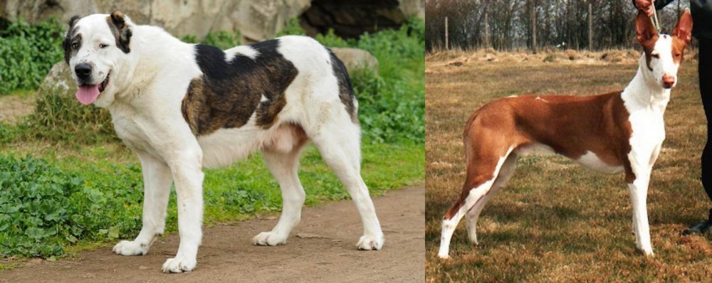 Podenco Canario vs Central Asian Shepherd - Breed Comparison