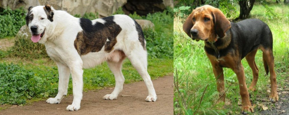 Polish Hound vs Central Asian Shepherd - Breed Comparison