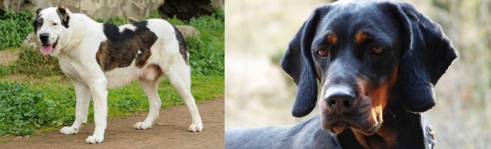 Polish Hunting Dog vs Central Asian Shepherd - Breed Comparison