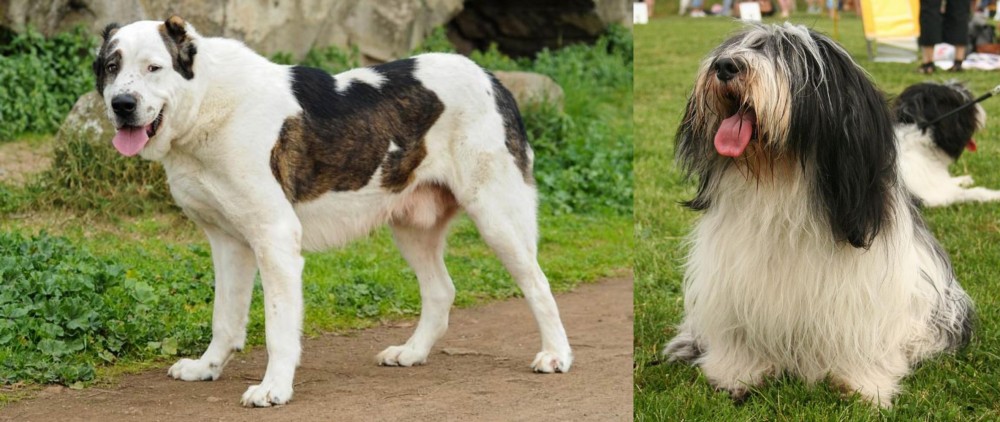 Polish Lowland Sheepdog vs Central Asian Shepherd - Breed Comparison