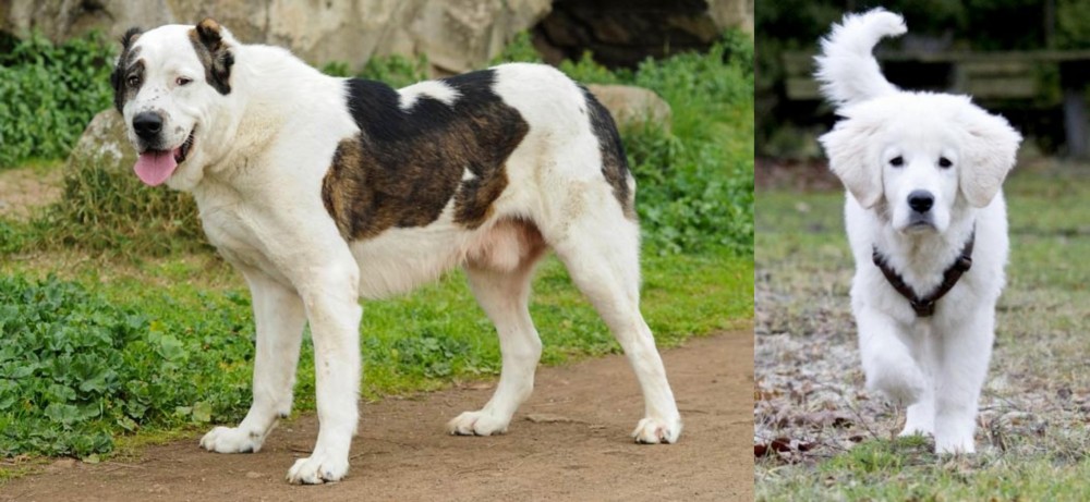 Polish Tatra Sheepdog vs Central Asian Shepherd - Breed Comparison