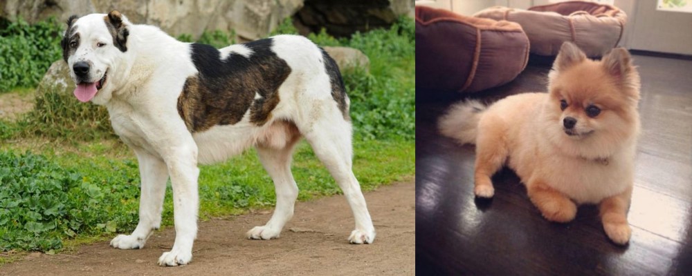 Pomeranian vs Central Asian Shepherd - Breed Comparison