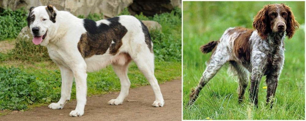 Pont-Audemer Spaniel vs Central Asian Shepherd - Breed Comparison