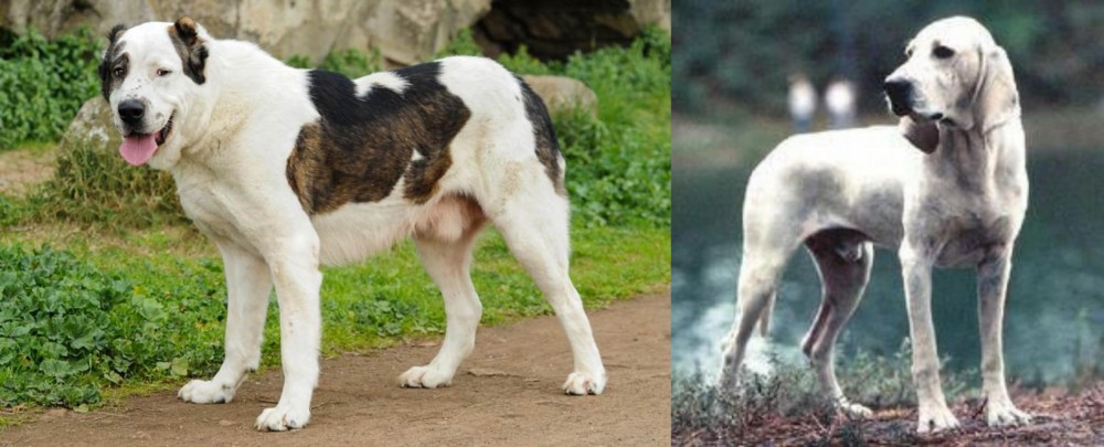 Porcelaine vs Central Asian Shepherd - Breed Comparison