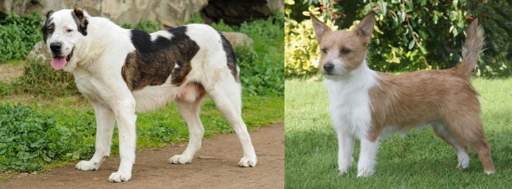 Portuguese Podengo vs Central Asian Shepherd - Breed Comparison