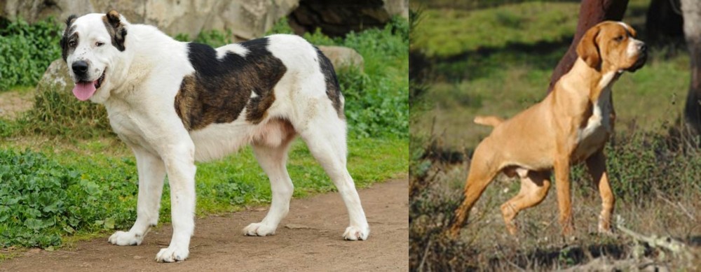 Portuguese Pointer vs Central Asian Shepherd - Breed Comparison