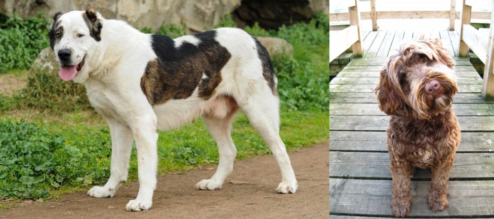 Portuguese Water Dog vs Central Asian Shepherd - Breed Comparison
