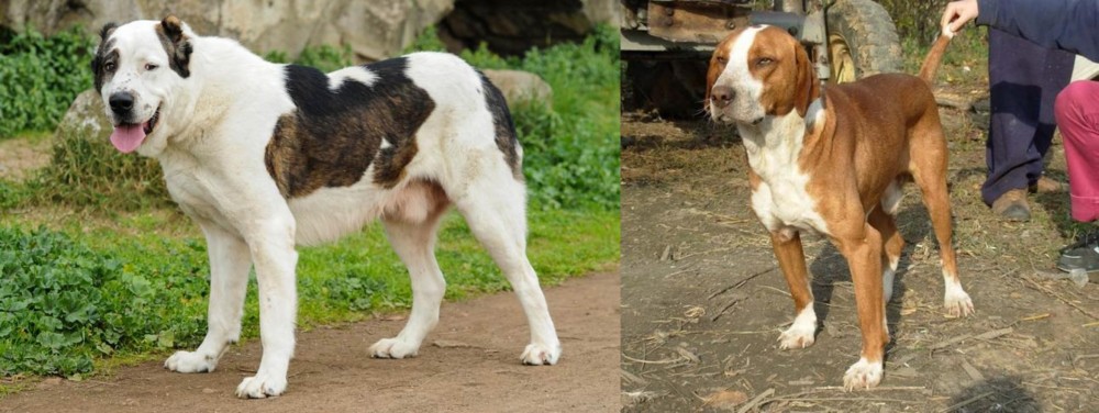 Posavac Hound vs Central Asian Shepherd - Breed Comparison