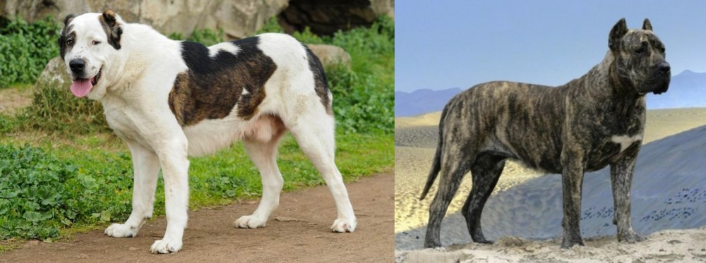 Presa Canario vs Central Asian Shepherd - Breed Comparison