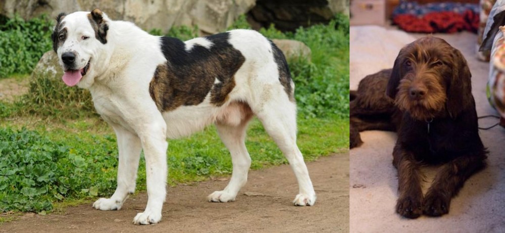 Pudelpointer vs Central Asian Shepherd - Breed Comparison