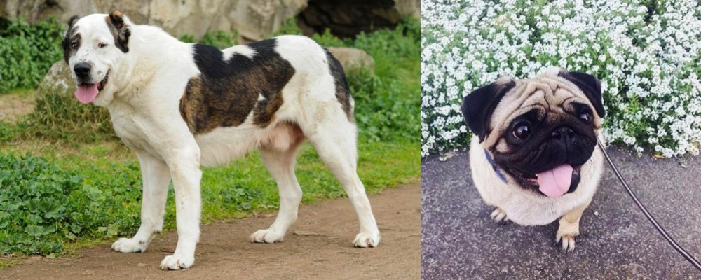 Pug vs Central Asian Shepherd - Breed Comparison
