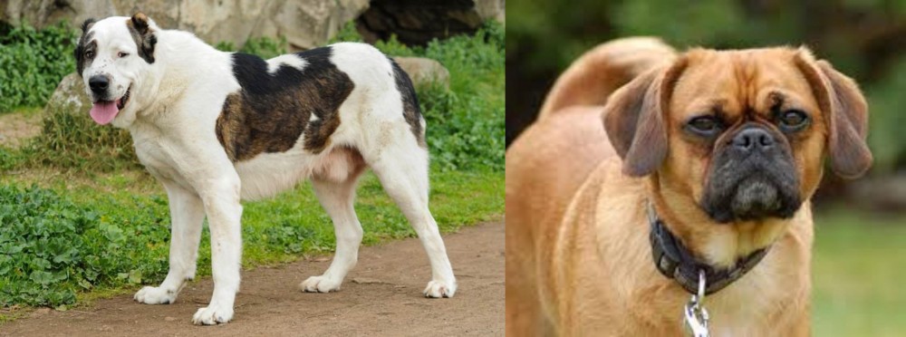 Pugalier vs Central Asian Shepherd - Breed Comparison
