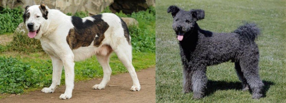 Pumi vs Central Asian Shepherd - Breed Comparison