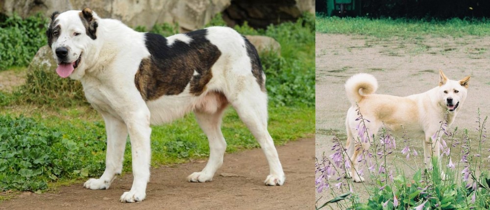Pungsan Dog vs Central Asian Shepherd - Breed Comparison