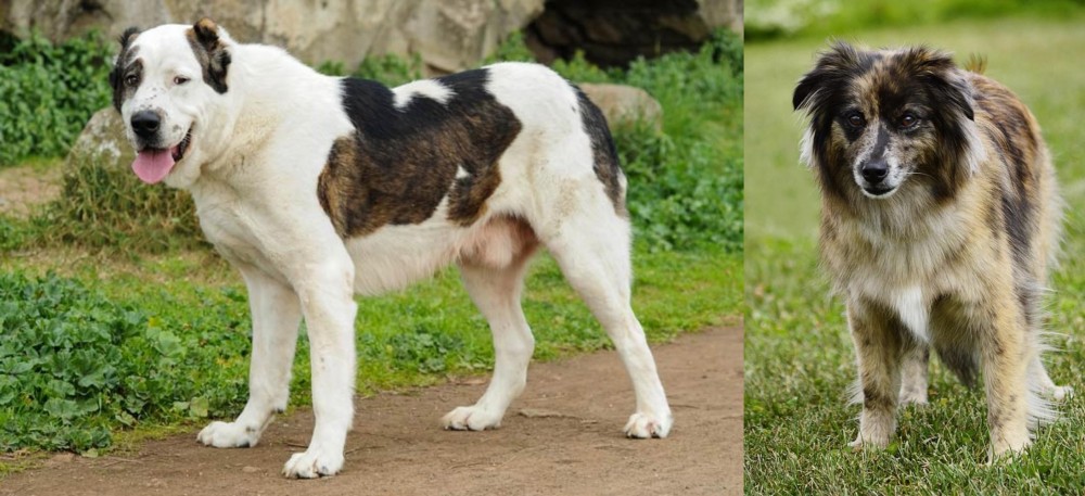 Pyrenean Shepherd vs Central Asian Shepherd - Breed Comparison