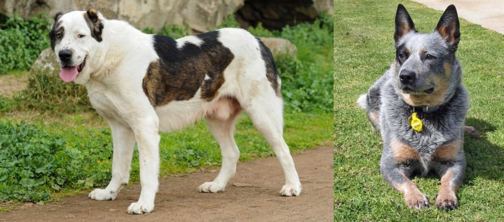 Queensland Heeler vs Central Asian Shepherd - Breed Comparison