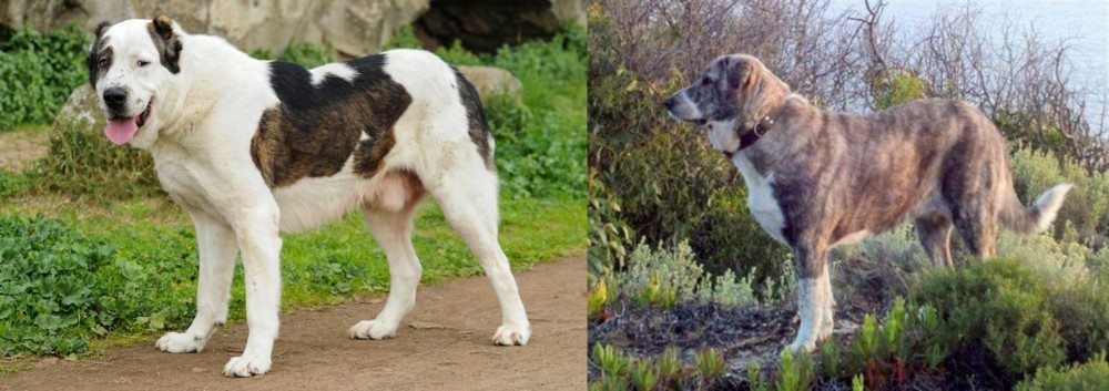 Rafeiro do Alentejo vs Central Asian Shepherd - Breed Comparison
