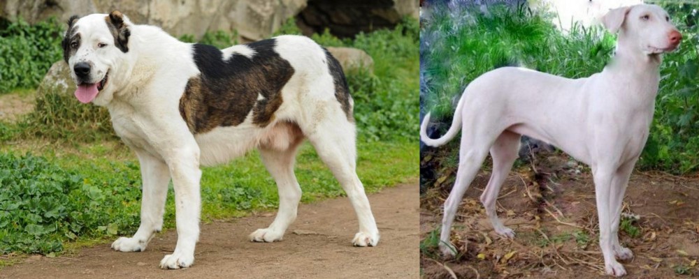 Rajapalayam vs Central Asian Shepherd - Breed Comparison