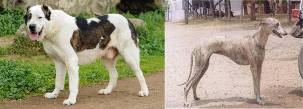 Rampur Greyhound vs Central Asian Shepherd - Breed Comparison