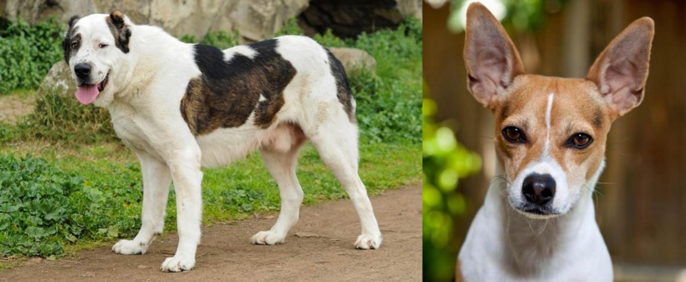 Rat Terrier vs Central Asian Shepherd - Breed Comparison