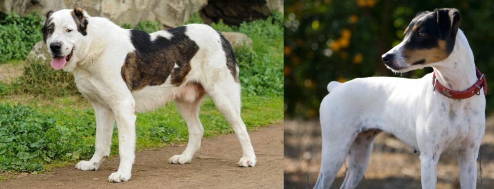 Ratonero Bodeguero Andaluz vs Central Asian Shepherd - Breed Comparison