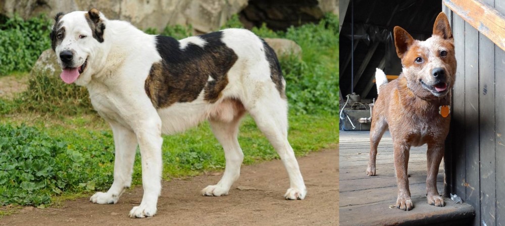 Red Heeler vs Central Asian Shepherd - Breed Comparison