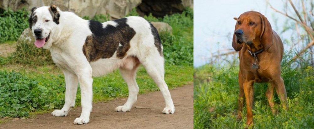 Redbone Coonhound vs Central Asian Shepherd - Breed Comparison
