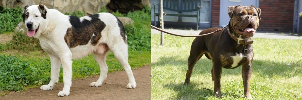 Renascence Bulldogge vs Central Asian Shepherd - Breed Comparison