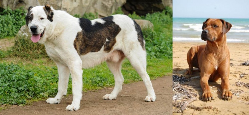 Rhodesian Ridgeback vs Central Asian Shepherd - Breed Comparison