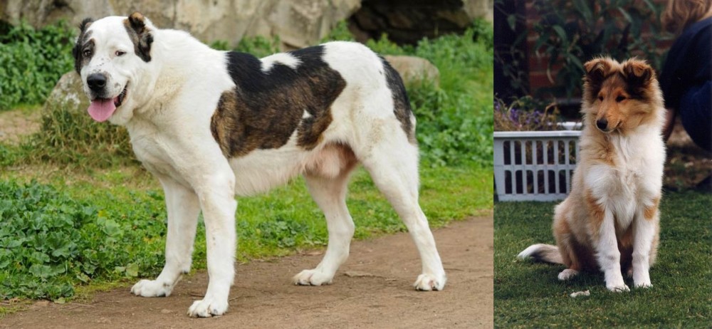 Rough Collie vs Central Asian Shepherd - Breed Comparison